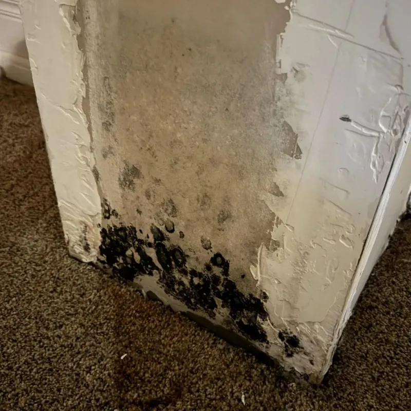 Professional Mold Removal in Live Oak, TX